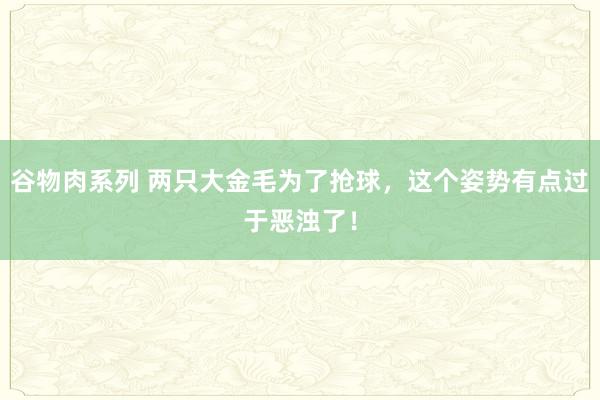 谷物肉系列 两只大金毛为了抢球，这个姿势有点过于恶浊了！